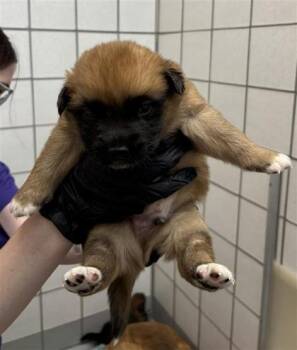 puppy 4 -  Shepherd and Mixed Breed Dog for Adoption in El Paso, Texas - Puppy 4 | PetCurious