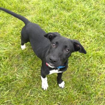 Mixed Breed Dogs Available for Adoption in Wheeling, Illinois - Domino | PetCurious
