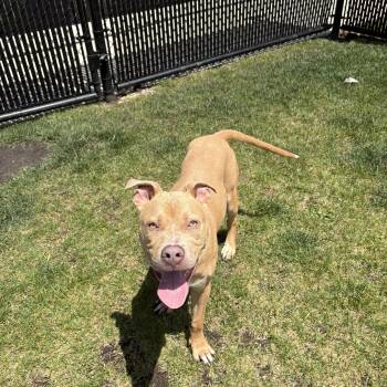 Sully -  Pit Bull Terrier Dog for Adoption in Bourbonnais, Illinois - Sully | PetCurious