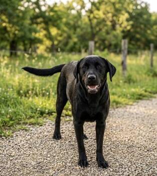 Denisov / Chapstick -  Labrador Retriever Dog for Adoption in Broomfield, Colorado - Denisov / Chapstick | PetCurious