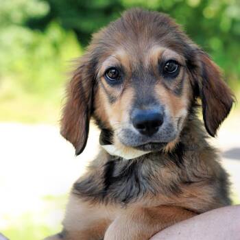 CT Turbo -  German Shepherd Dog and Labrador Retriever Dog for Adoption in Eastford, Connecticut - CT Turbo | PetCurious