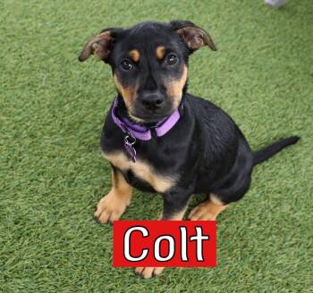 Shepherd Dogs Available for Adoption in Southlake, Texas - Colt | PetCurious