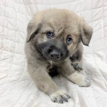 Great Pyrenees and Mixed Breed Dogs Available for Adoption in Parker, Colorado - 523 (2026) | PetCurious