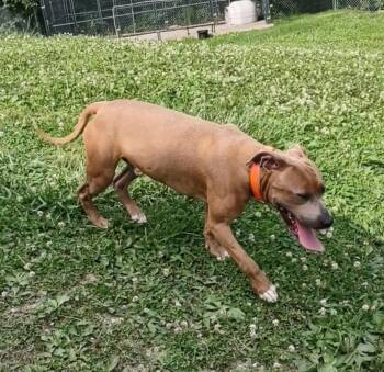 Heath -  Pit Bull Terrier Dog for Adoption in Clay City, Kentucky - Heath | PetCurious