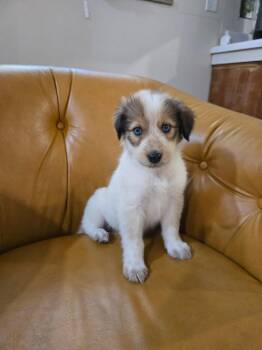 TOOTSIE -  Australian Shepherd and Great Pyrenees Dog for Adoption - TOOTSIE | PetCurious