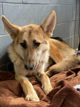Rescue German Shepherd Dog Dogs for Adoption in Shelton, Washington - Jinx | PetCurious