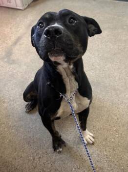 Rescue Pit Bull Terrier Dogs for Adoption in Cleveland, Ohio - Freddy | PetCurious