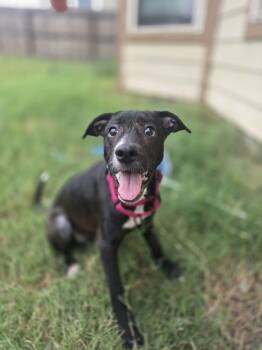 Mary -  Terrier Dog for Adoption in Mico, Texas - Mary | PetCurious