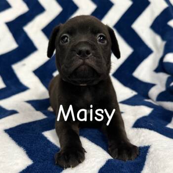 Rescue Boxer and Pit Bull Terrier Dogs for Adoption in St. Peters, Missouri - Maisy | PetCurious