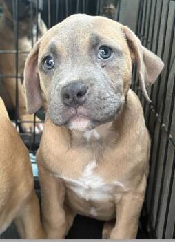 Willow -  Catahoula Leopard Dog Dog for Adoption in Decatur, Georgia - Willow | PetCurious