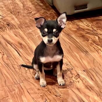 Kaya -  Chihuahua Dog for Adoption in La Grange, Kentucky - Kaya | PetCurious