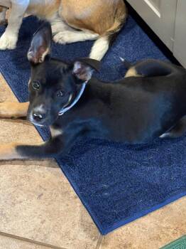 In Foster - Pending Transport - Zoe -  Mixed Breed Dog Available for Adoption in Snyder, Texas - In Foster - Pending Transport - Zoe | PetCurious