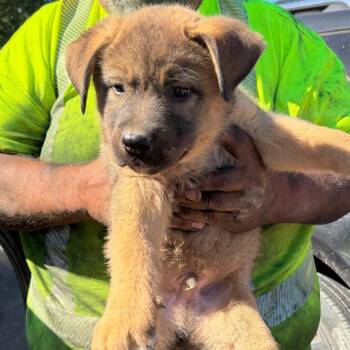 Wiley -  Akita Dog for Adoption in Reno, Nevada - Wiley | PetCurious