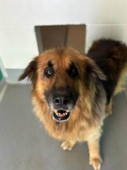 YOSMITE SAM -  German Shepherd Dog and Mixed Breed Dog for Adoption in Visalia, California - YOSMITE SAM | PetCurious