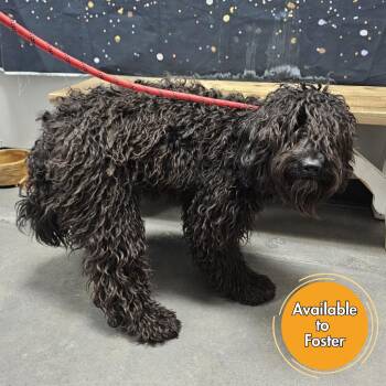 Golden Retriever and Poodle Dogs Available for Adoption - Maggie | PetCurious