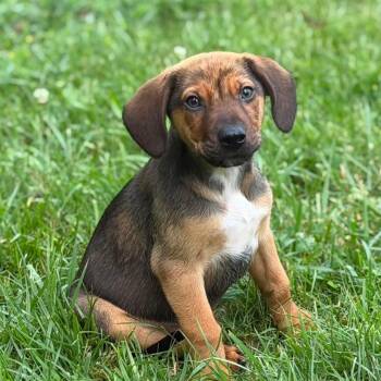 Lucky -  Beagle and Dachshund Dog for Adoption in Wheelersburg, Ohio - Lucky | PetCurious
