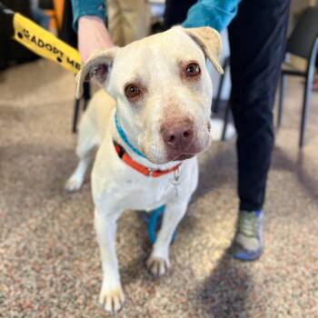 Mixed Breed and Labrador Retriever Dogs Available for Adoption - Daryl | PetCurious