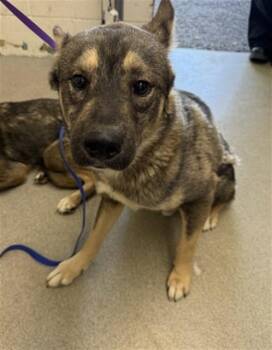 BENNY -  German Shepherd Dog and Mixed Breed Dog for Adoption in San Bernardino, California - BENNY | PetCurious