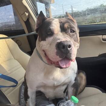 Pixie ~ Coming Soon!!! -  Pit Bull Terrier Dog for Adoption in Chicago, Illinois - Pixie ~ Coming Soon!!! | PetCurious