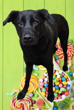 Mamba -  Labrador Retriever Dog for Adoption in Salem, Oregon - Mamba | PetCurious