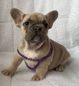 Eva -  French Bulldog Dog for Adoption in Fort Plain, New York - Eva | PetCurious