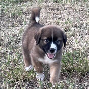 Blaze -  Great Pyrenees and Labrador Retriever Dog for Adoption in Sadler, Texas - Blaze | PetCurious