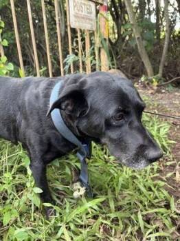 Terrier and Mixed Breed Dogs Available for Adoption in Honolulu, Hawaii - Chaz | PetCurious