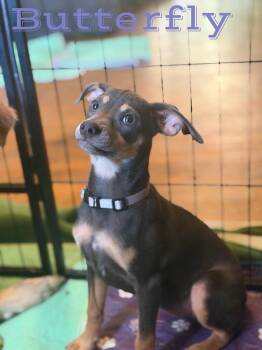 Butterfly -  Chihuahua and Australian Shepherd Dog for Adoption in Pleasant Hill, California - Butterfly | PetCurious