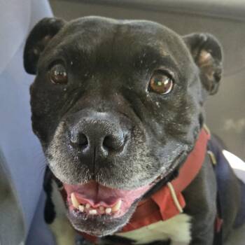 Mixed Breed Dogs Available for Adoption in Sonoma, California - Magpie (coming Soon) | PetCurious