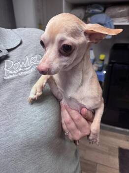 Mixed Breed Dogs Available for Adoption - Pinky | PetCurious