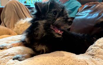 SKIPPER -  Mixed Breed Dog for Adoption in Holbrook, New York - SKIPPER | PetCurious