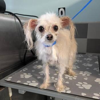 Sylkie -  Yorkshire Terrier and Maltese Dog for Adoption in Chico, California - Sylkie | PetCurious