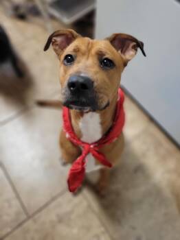 Rescue Hound Dogs for Adoption in Mobile, Alabama - Milo | PetCurious