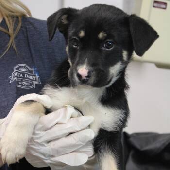 Rescue Retriever Dogs for Adoption in Cleveland, Mississippi - Mad Hatter | PetCurious