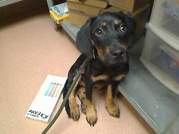 TOKEN -  Black And Tan Coonhound and Mixed Breed Dog for Adoption in Cookeville, Tennessee - TOKEN | PetCurious