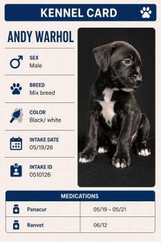 Andy Warhol -  Mixed Breed Dog for Adoption in Ashland, Kentucky - Andy Warhol | PetCurious