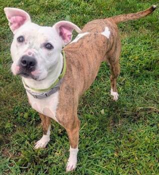 PFEIFFER -  Pit Bull Terrier Dog for Adoption in Akron, Ohio - PFEIFFER | PetCurious