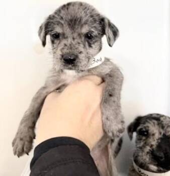 Labrador Retriever Dogs Available for Adoption - A652421 | PetCurious