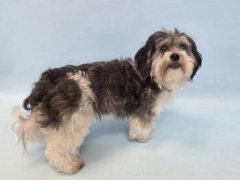 Teddy -  Shih Tzu and Maltese Dog for Adoption in Woodbury, Minnesota - Teddy | PetCurious