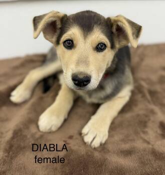 Diabla 0126 -  Husky and Labrador Retriever Dog for Adoption in Sonora, California - Diabla 0126 | PetCurious