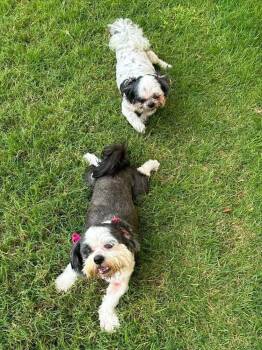Klohe and Pebbles -  Shih Tzu Dog for Adoption in New Bedford, Massachusetts - Klohe And Pebbles | PetCurious