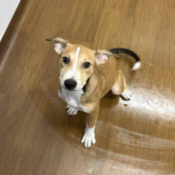Sol -  Shepherd and Mixed Breed Dog for Adoption in Beaumont, Texas - Sol | PetCurious