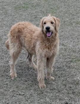 Goldendoodle Dogs Available for Adoption - Pixie. (So Sweet) | PetCurious