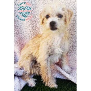 Maisie COH -  Border Terrier Dog for Adoption in Inglewood, California - Maisie COH | PetCurious