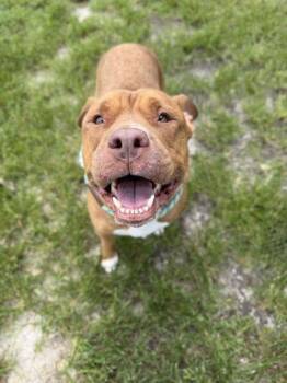 Elanor - 2 -  Fox Terrier and Mixed Breed Dog for Adoption in Daytona Beach, Florida - Elanor - 2 | PetCurious