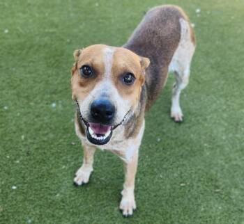 Boots -  Australian Cattle Dog Blue Heeler Dog for Adoption in Austin, Texas - Boots | PetCurious