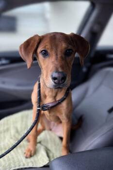 Hound and Mixed Breed Dogs Available for Adoption - Trixie - Sponsored By Happy Trails | PetCurious