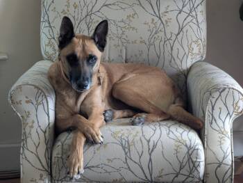 Rescue Belgian Shepherd Malinois Dogs for Adoption in San Jose, California - Roux | PetCurious