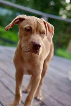 Bolt -  Pit Bull Terrier and American Staffordshire Terrier Dog for Adoption in Duluth, Minnesota - Bolt | PetCurious
