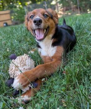 Brandy *Adopt or Foster* -  Collie Dog for Adoption in Fairfax, Virginia - Brandy *Adopt Or Foster* | PetCurious